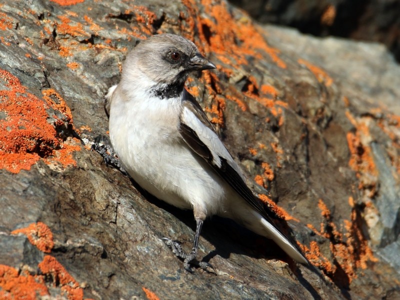 White-winged Snowfinch - ML106252471