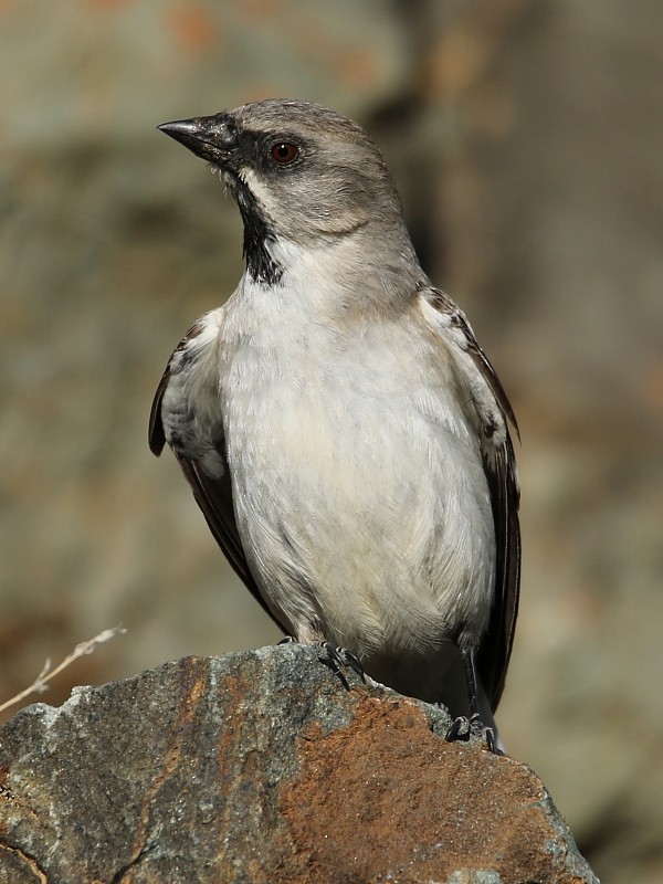 White-winged Snowfinch - ML106252481