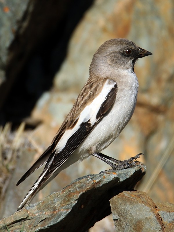 White-winged Snowfinch - ML106252491
