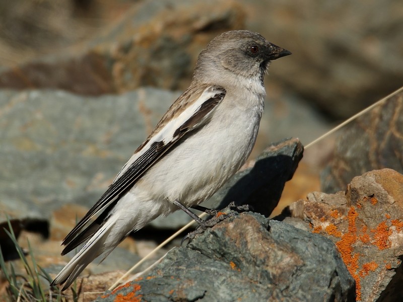 White-winged Snowfinch - ML106252501