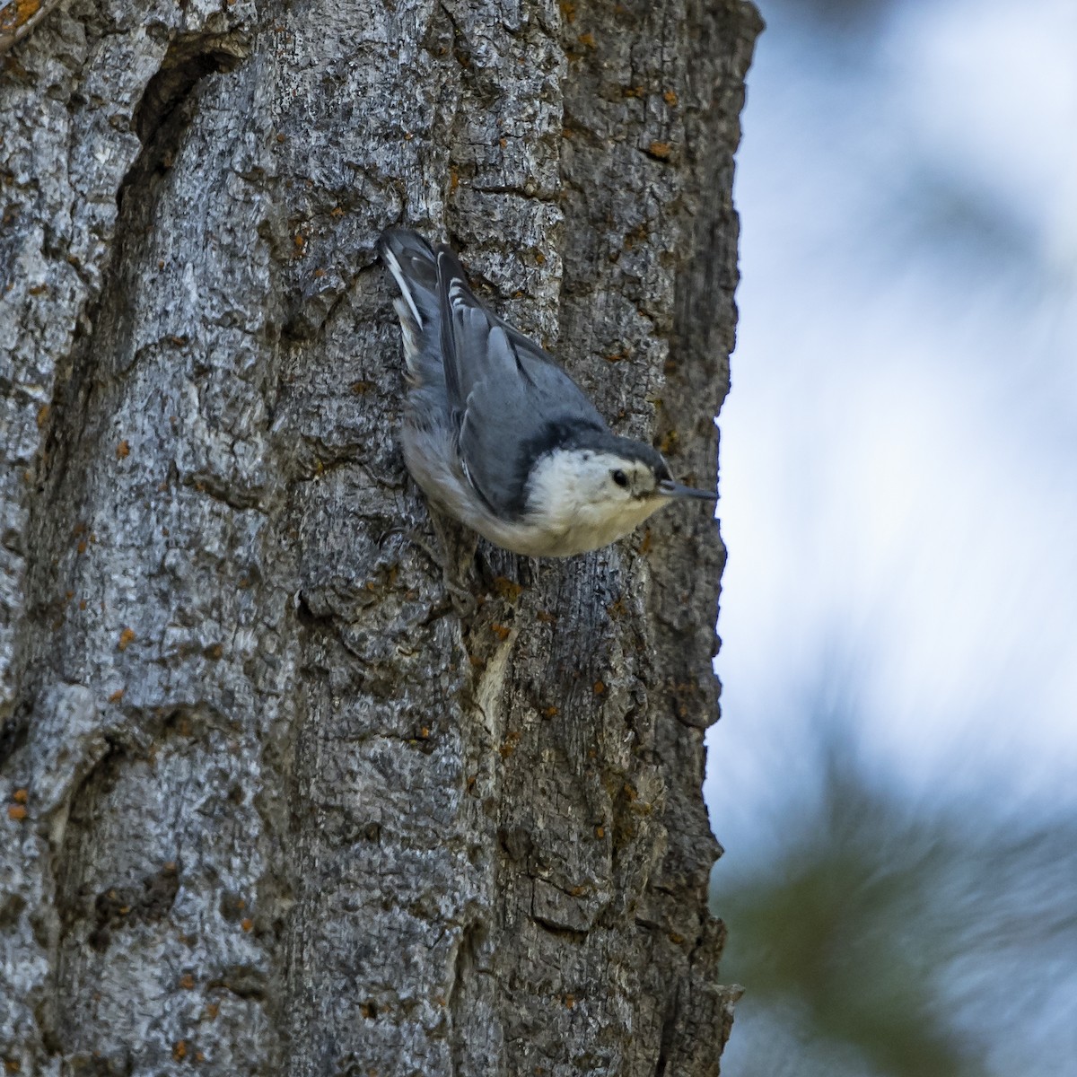 White-breasted Nuthatch (Interior West) - Peter Hawrylyshyn
