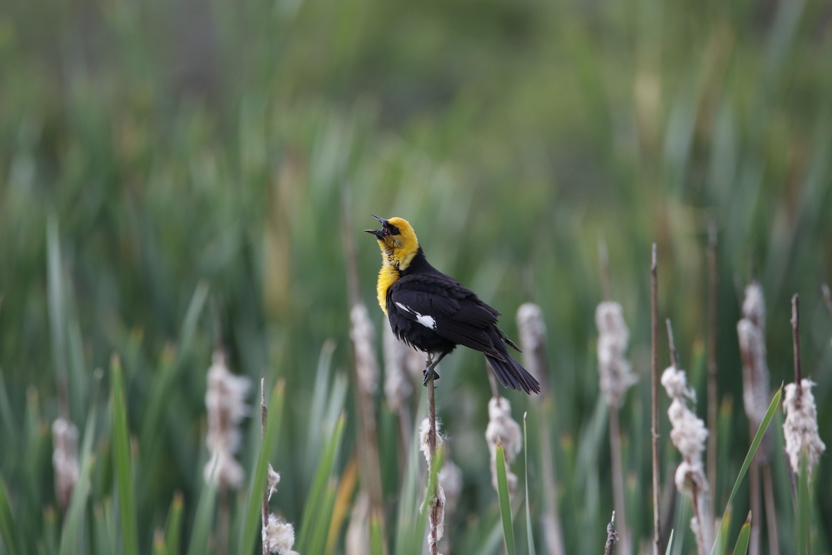 Yellow-headed Blackbird - Mark Stromberg