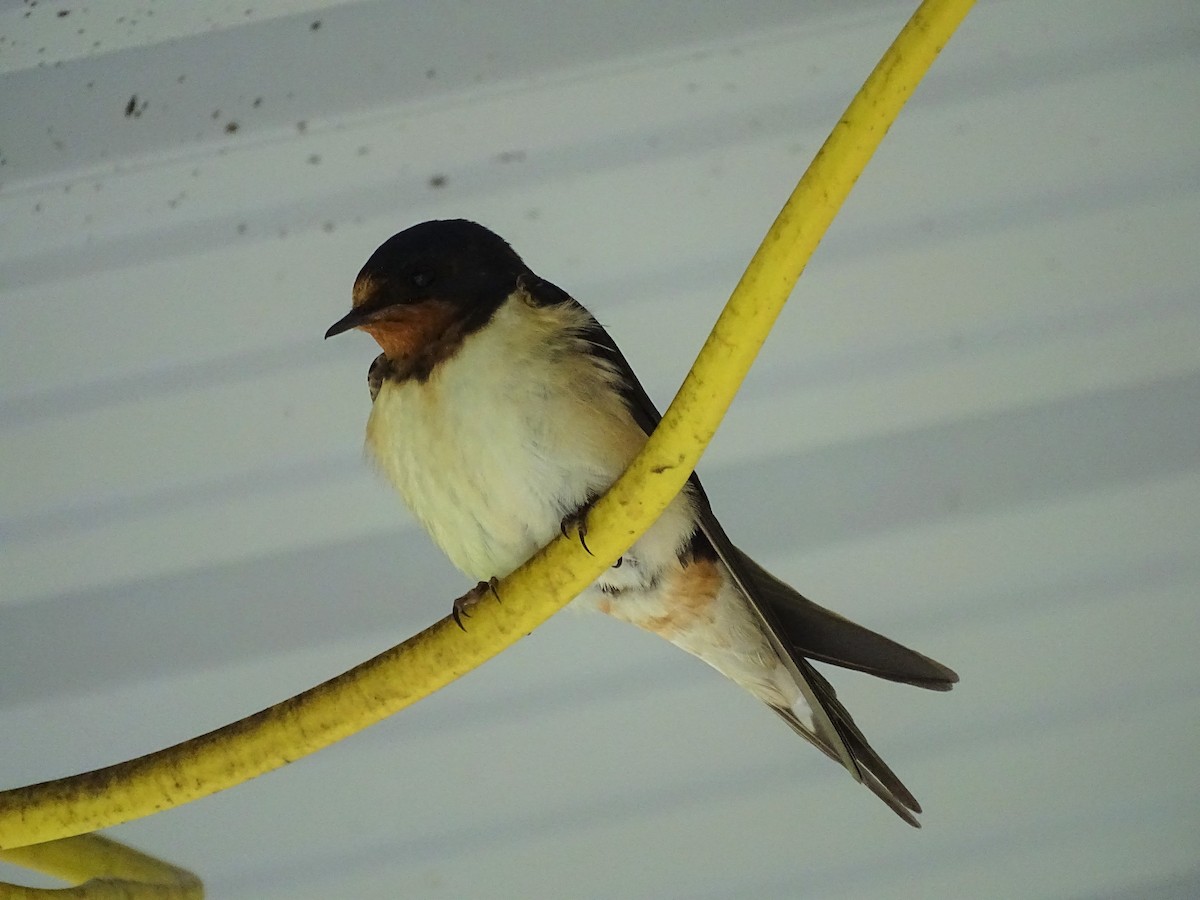 Barn Swallow - Logan Korte