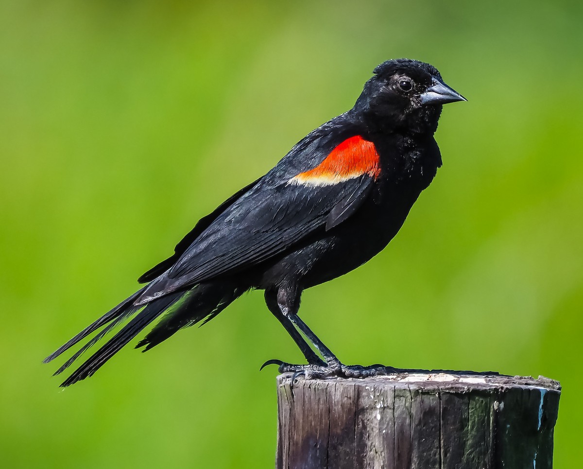 Red-winged Blackbird - Dwayne Litteer