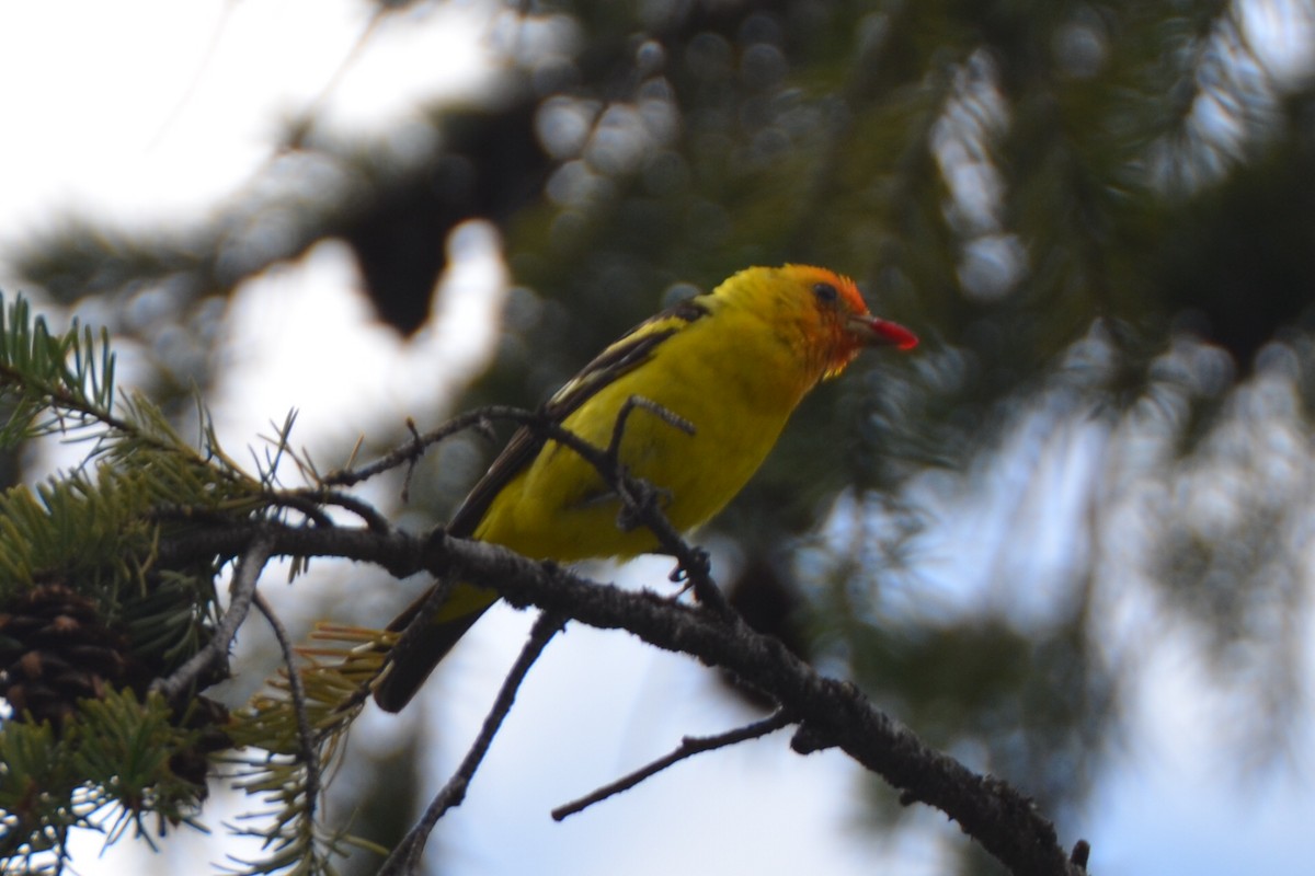Western Tanager - Michael Turso