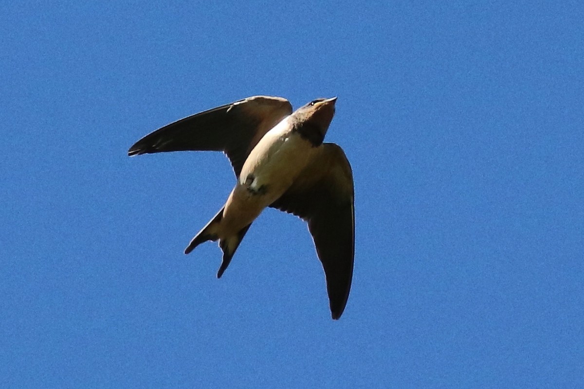 Barn Swallow - Bruce Kerr
