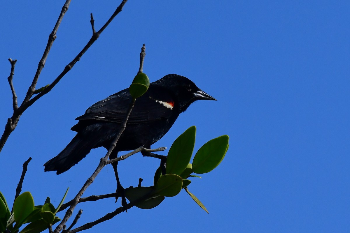 Red-winged Blackbird - John Wolaver