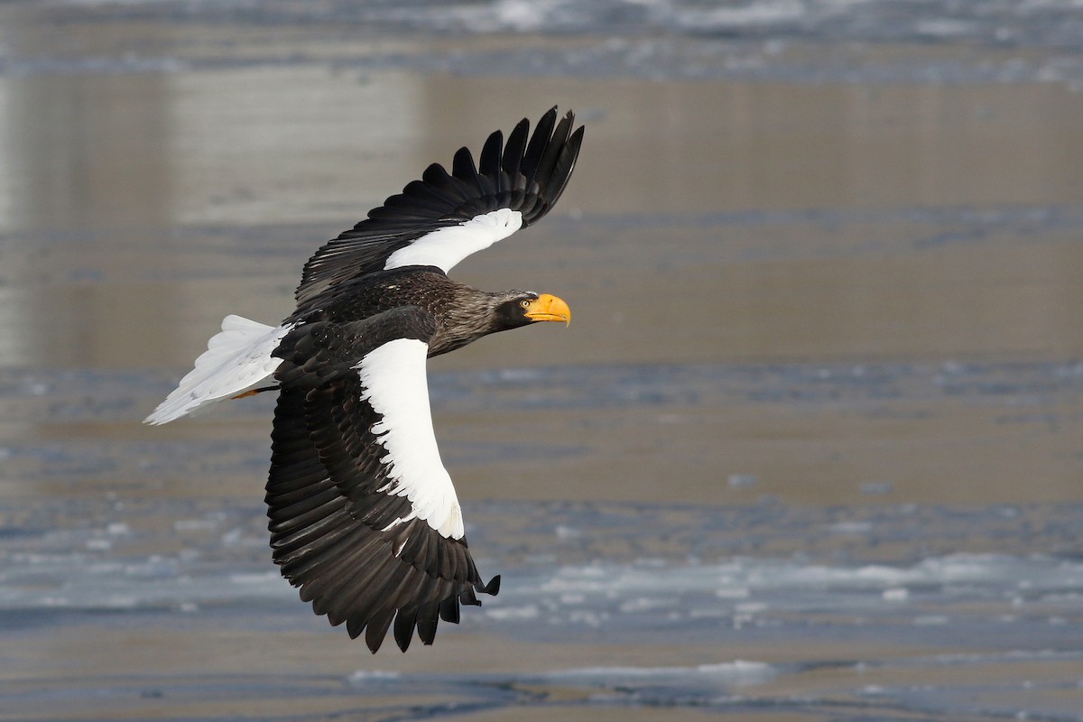 Steller's Sea-Eagle - Nick Bonomo