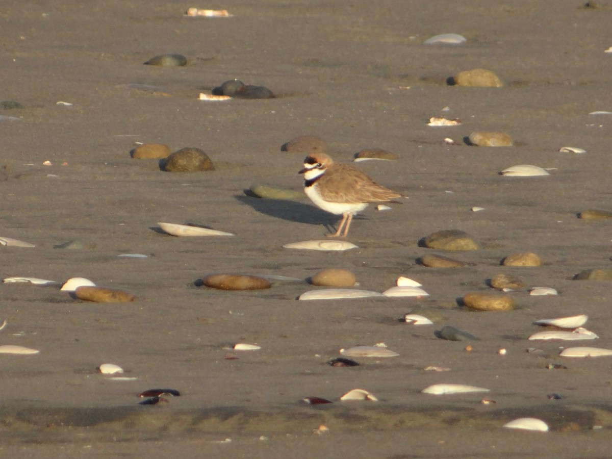 Collared Plover - ML106263181