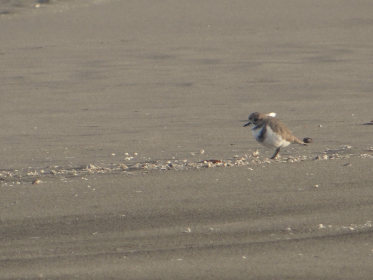 Two-banded Plover - ML106263221
