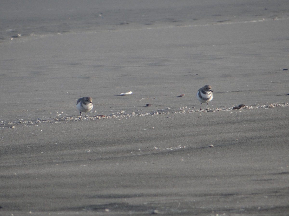 Two-banded Plover - ML106263241