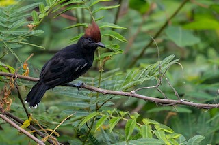  - Glossy Antshrike