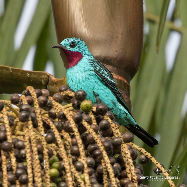 Spangled Cotinga - eBird