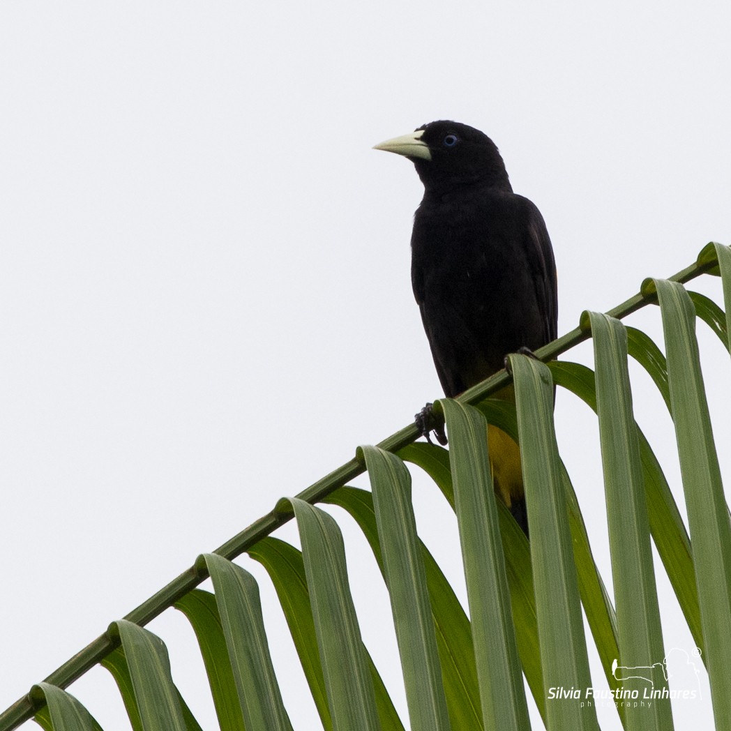 Yellow-rumped Cacique - ML106266541