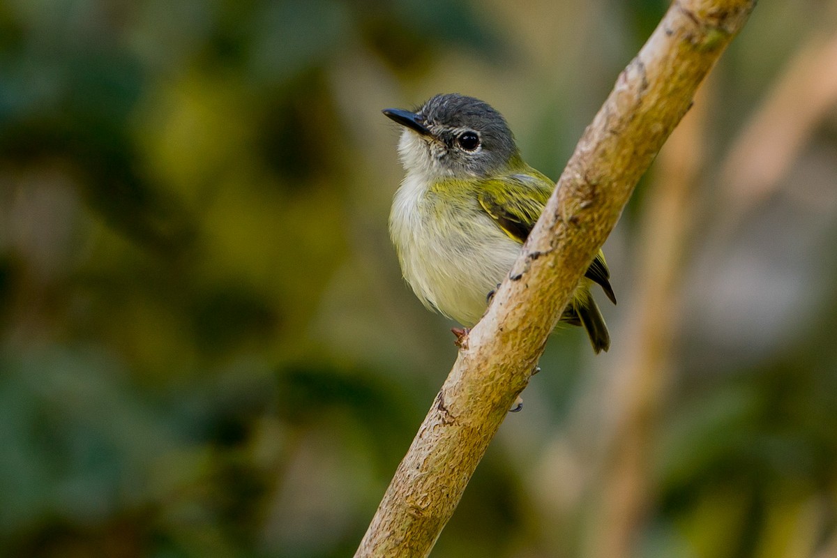 Short-tailed Pygmy-Tyrant - Joao Quental JQuental