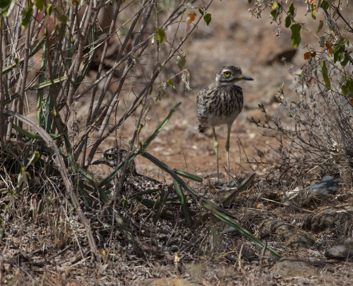 Spotted Thick-knee - ML106268131