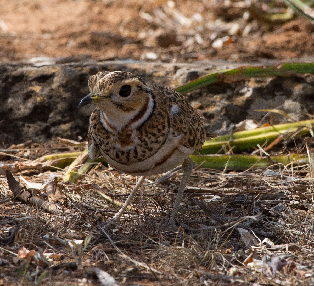 Three-banded Courser - ML106268361
