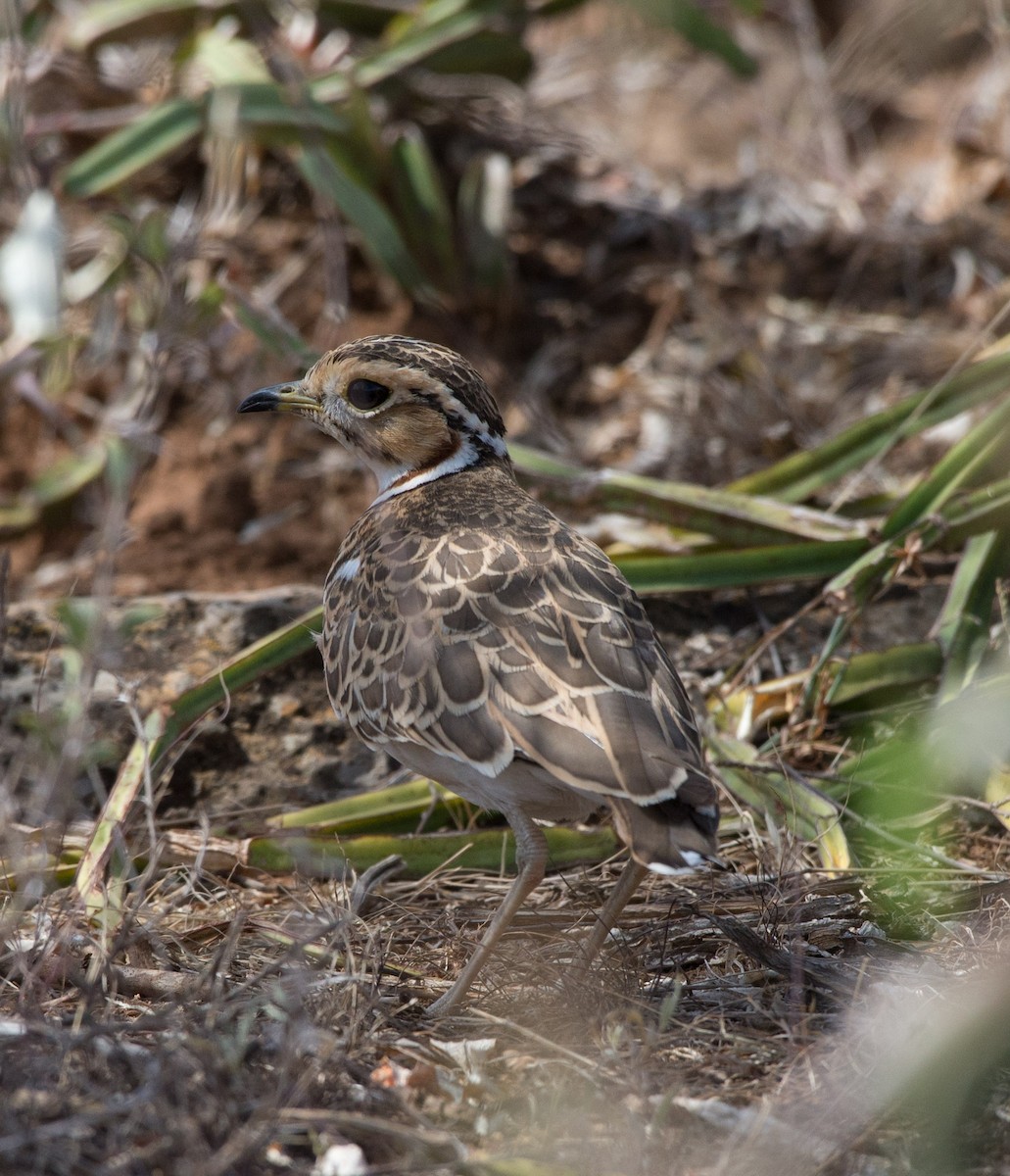 Three-banded Courser - ML106268401