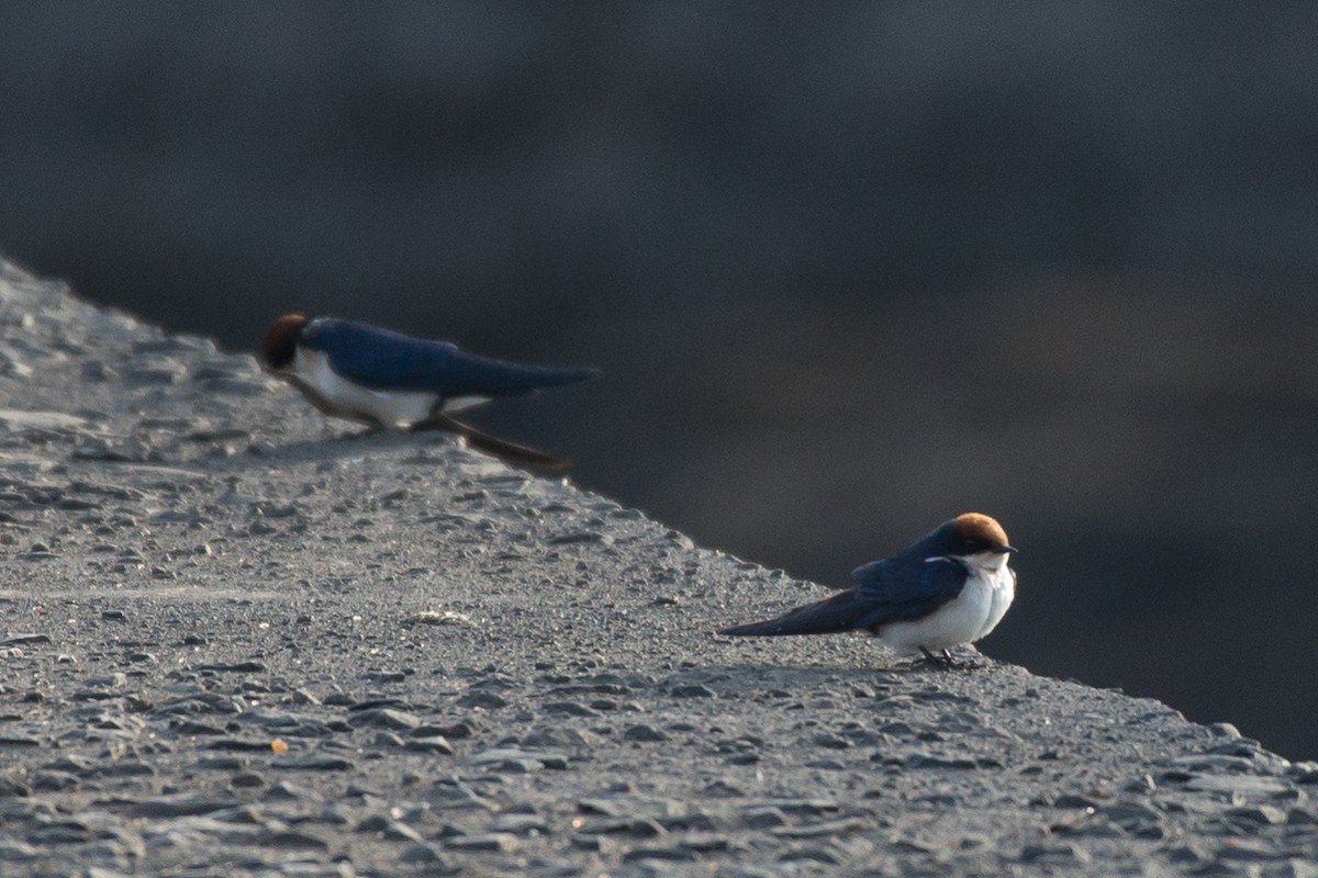 Wire-tailed Swallow - ML106269741