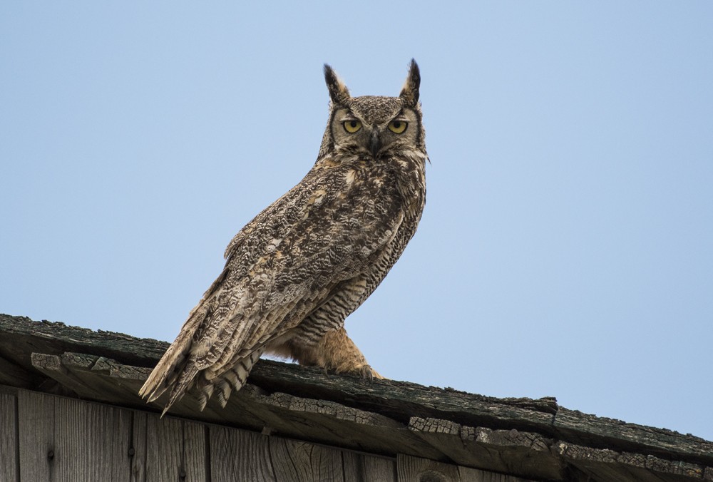 Great Horned Owl - Annie McLeod