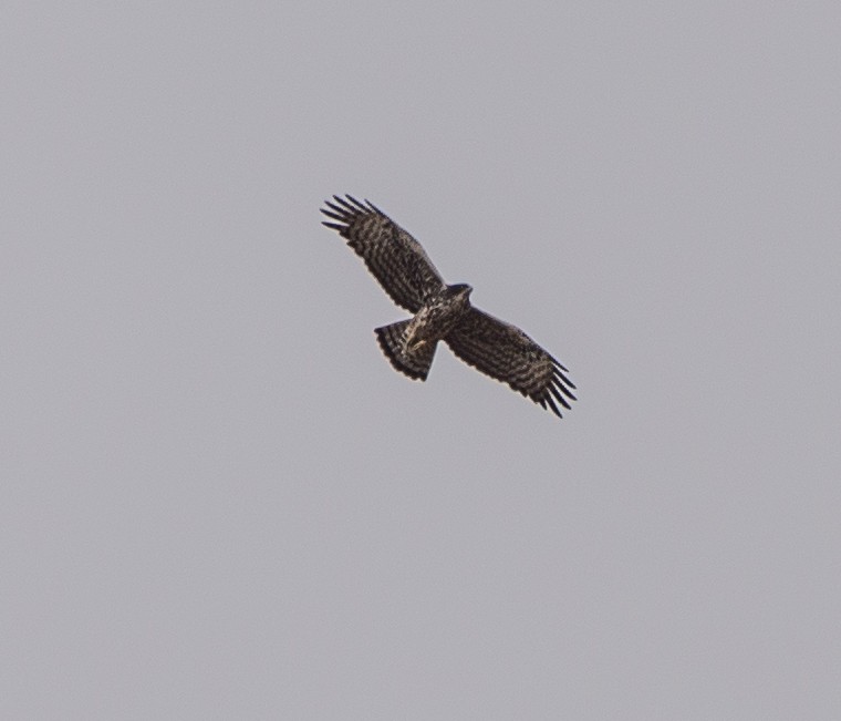 Ayres's Hawk-Eagle - ML106270121