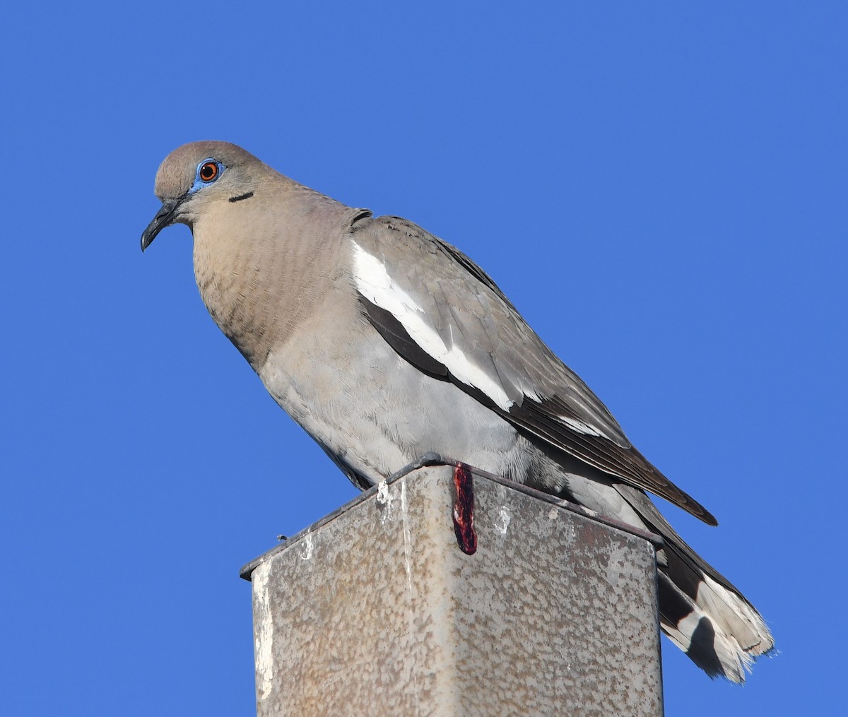 White-winged Dove - ML106270381