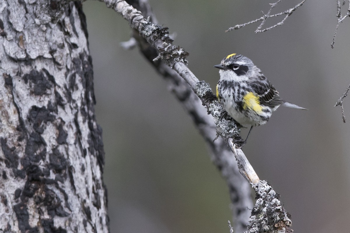 Yellow-rumped Warbler (Myrtle) - Nick Hajdukovich