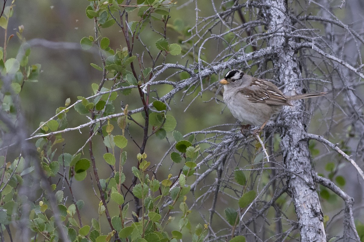 White-crowned Sparrow - ML106275761