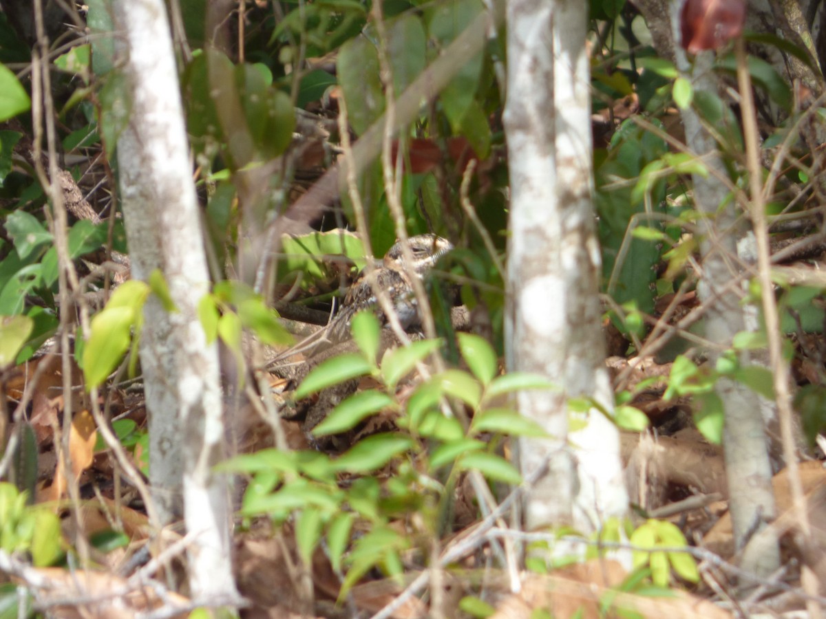 White-tailed Nightjar - Bill Crins
