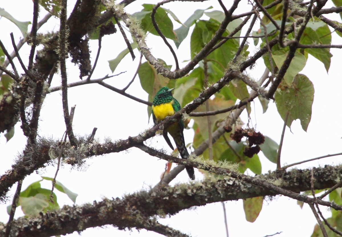 African Emerald Cuckoo - Roger Clark