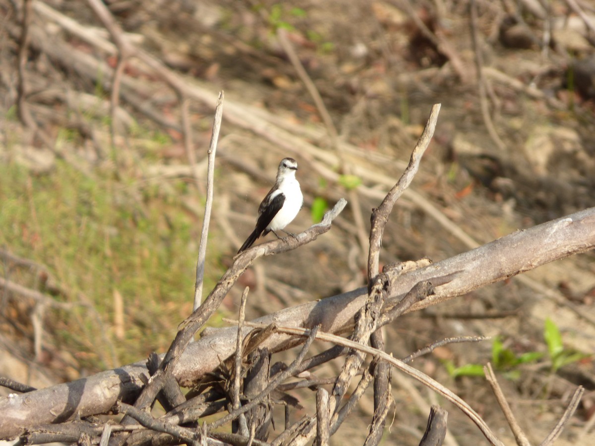 Pied Water-Tyrant - Bill Crins
