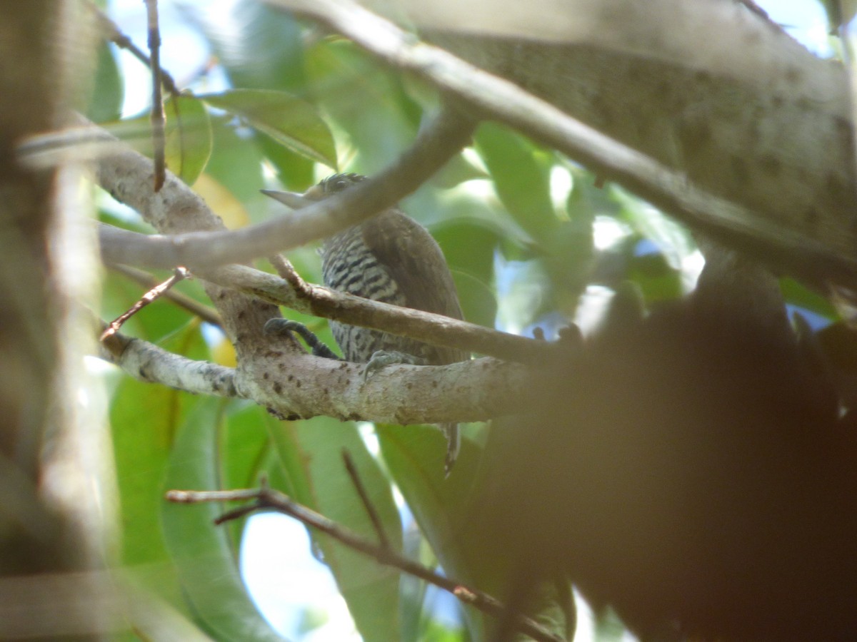 White-barred Piculet - Bill Crins