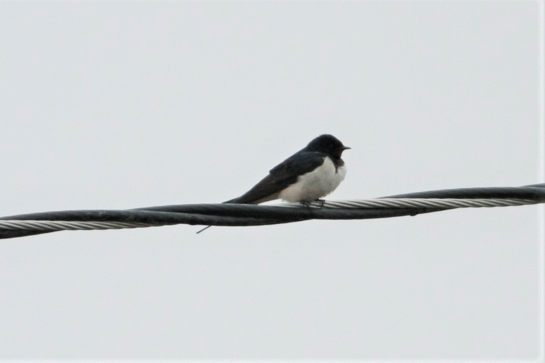 Barn Swallow (White-bellied) - Wyatt Egelhoff