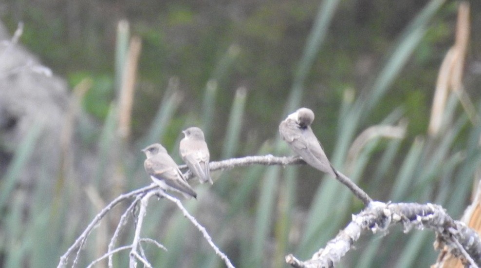 Northern Rough-winged Swallow - Candy Giles