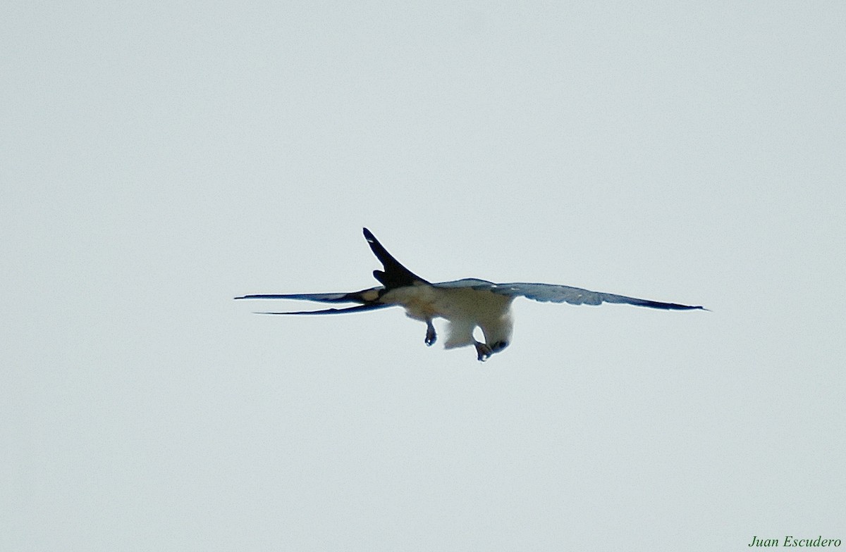 Swallow-tailed Kite - ML106294581