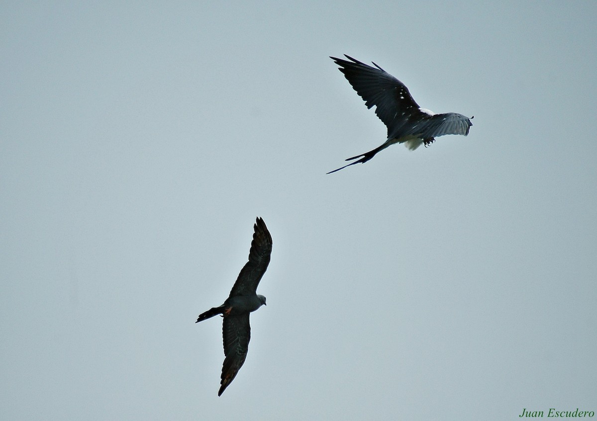 Swallow-tailed Kite - ML106295061