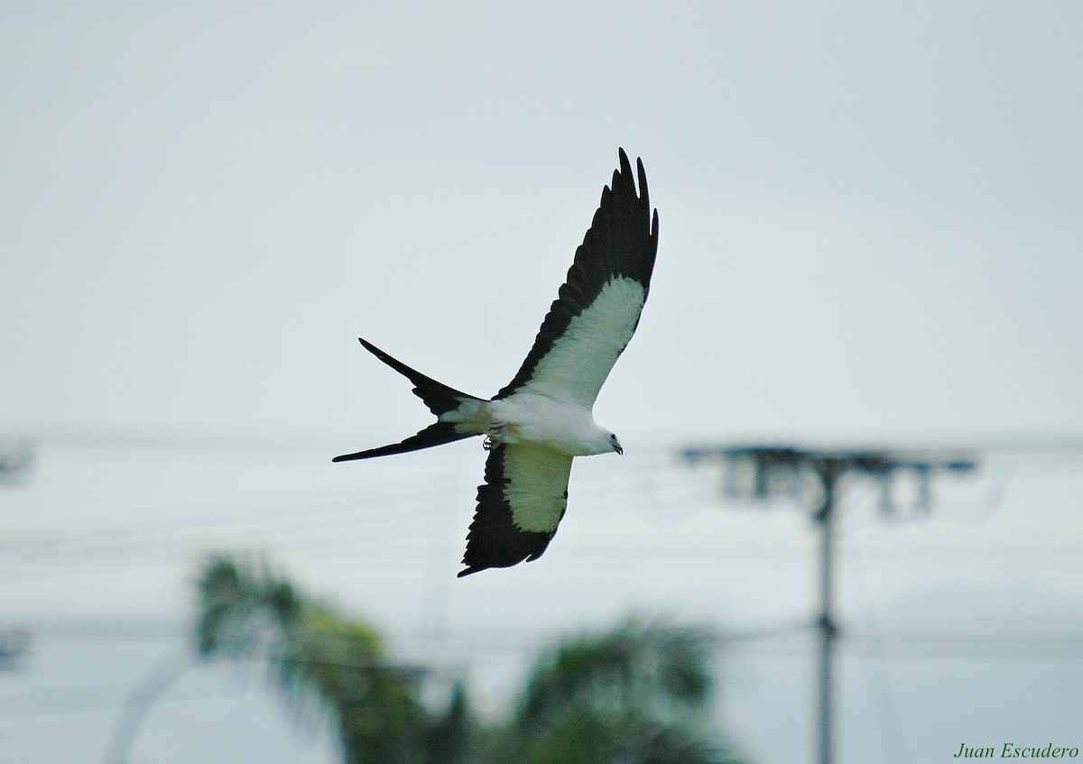 Swallow-tailed Kite - ML106295131