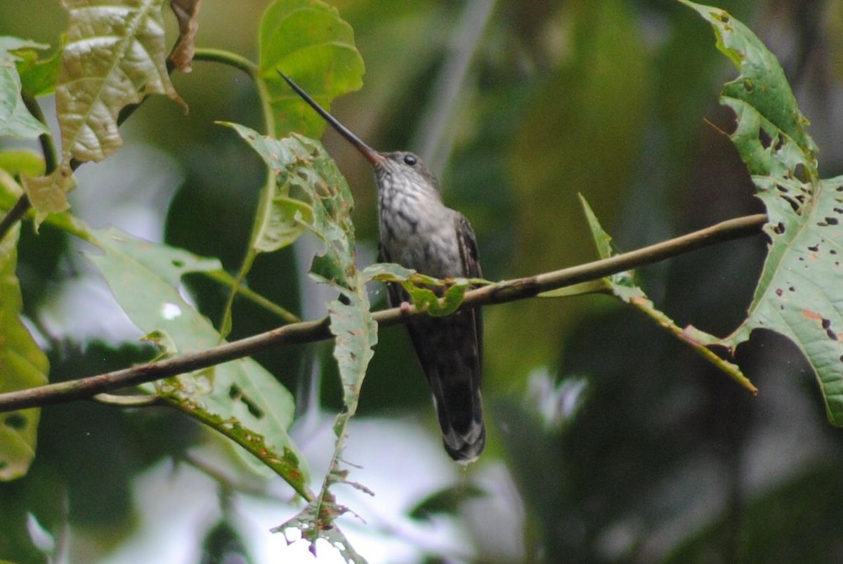 Tooth-billed Hummingbird - David Weaver