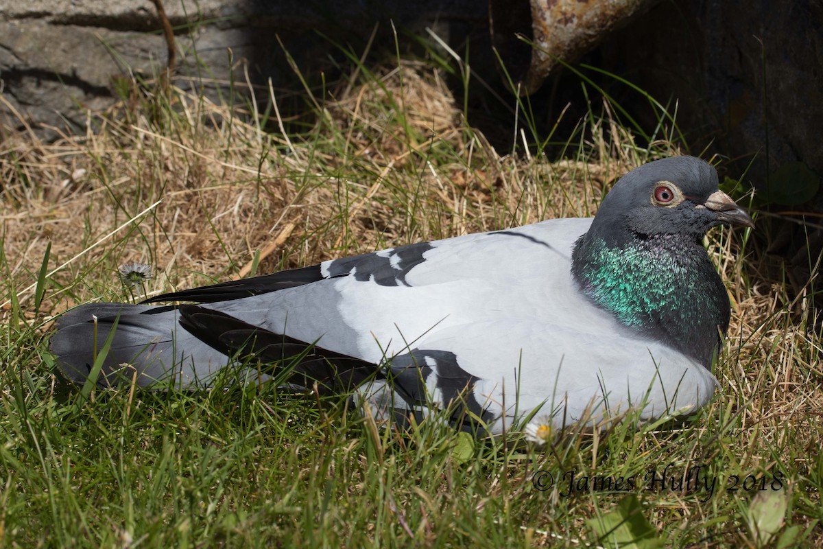Rock Pigeon (Feral Pigeon) - ML106296571