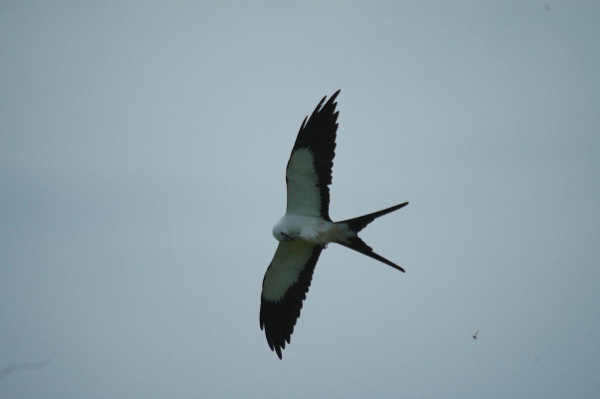 Swallow-tailed Kite - ML106296661
