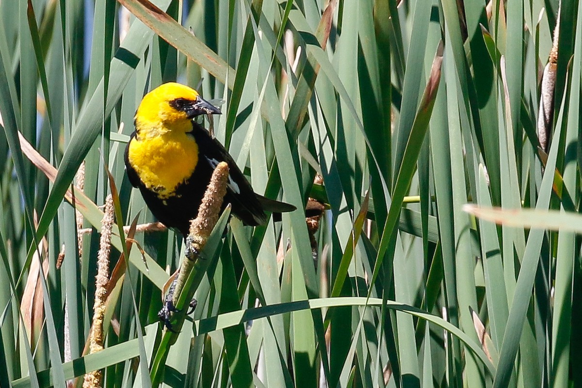 Yellow-headed Blackbird - ML106297511