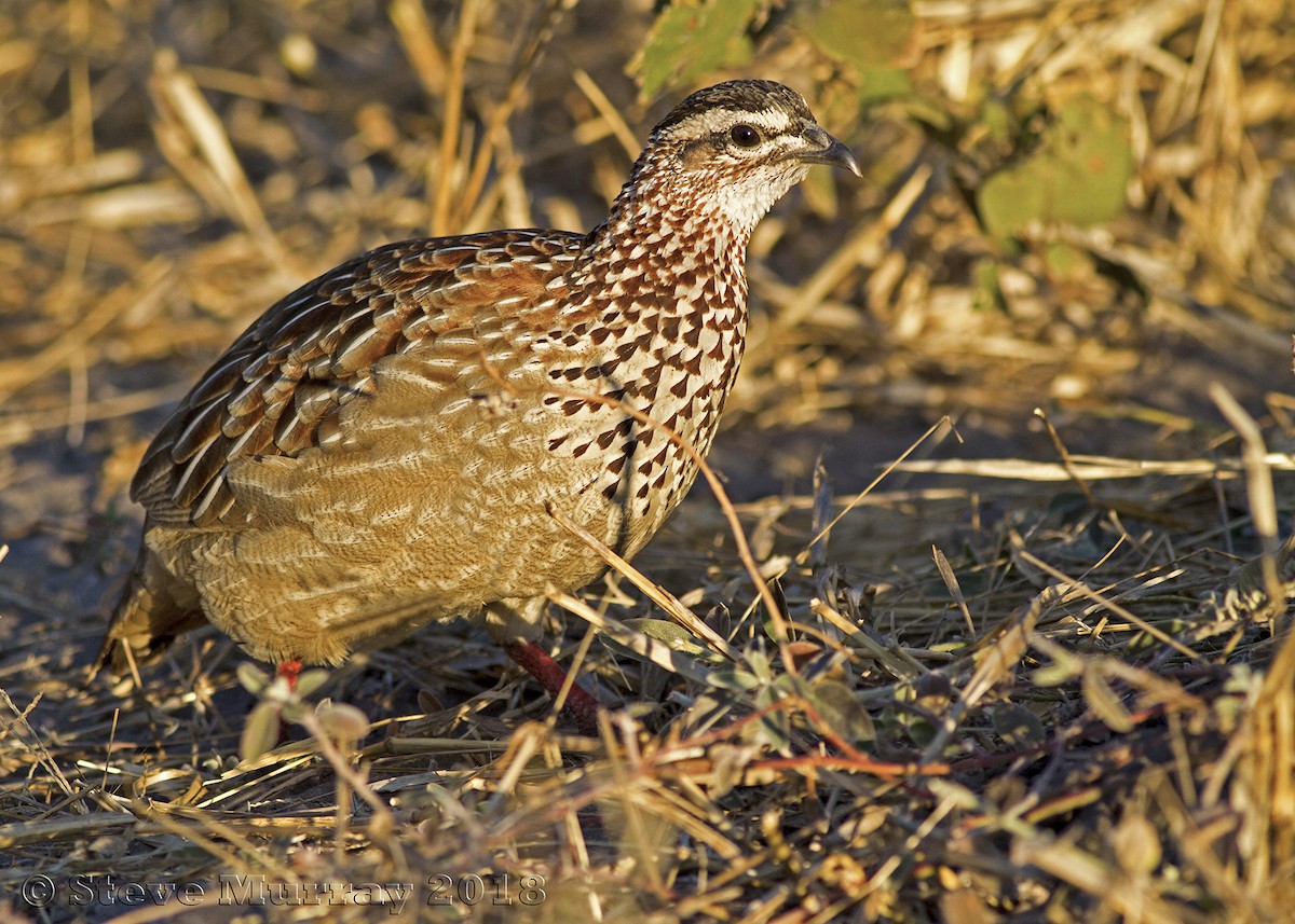 Crested Francolin (Crested) - Stephen Murray