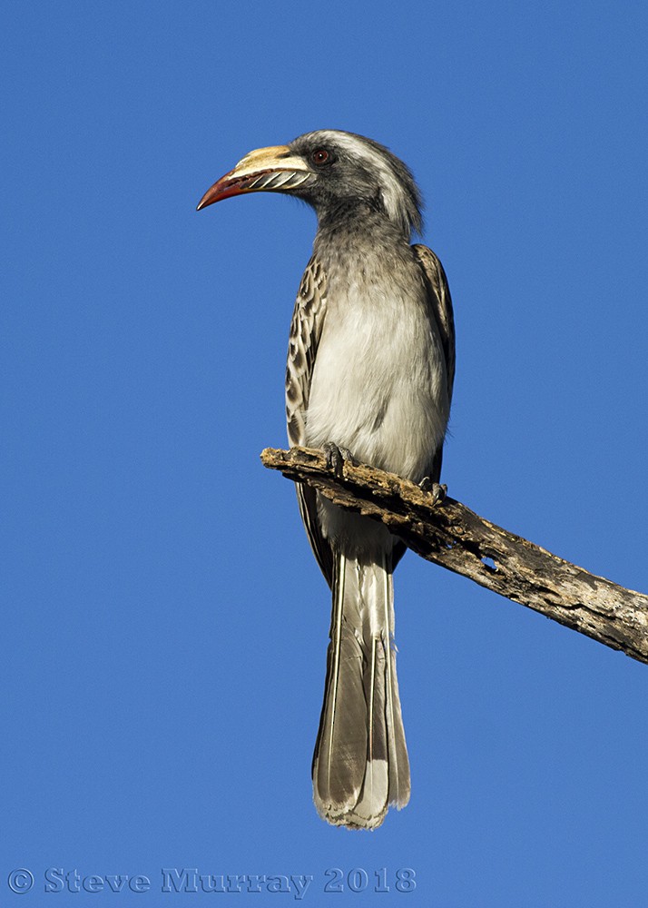 African Gray Hornbill - ML106299681