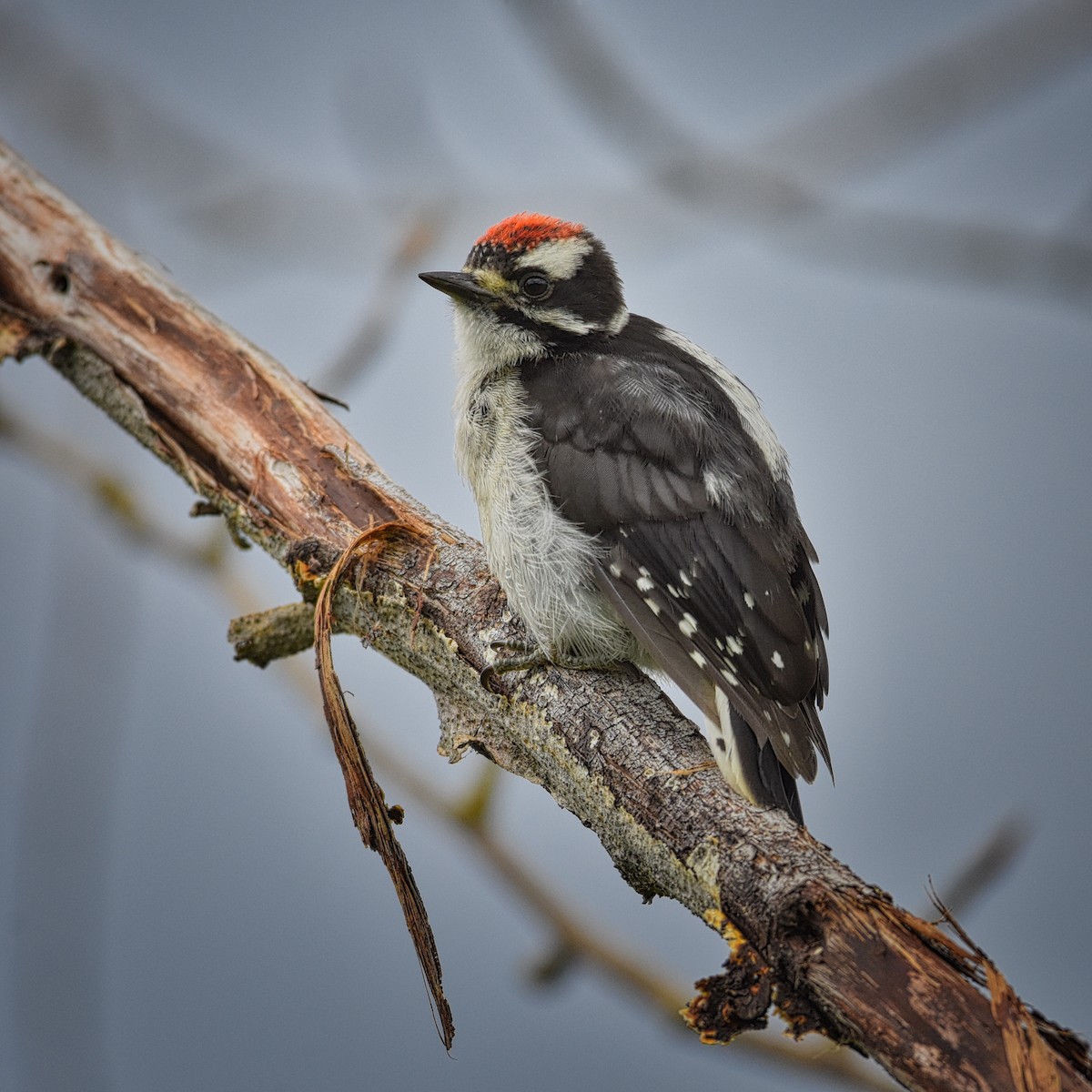 Downy Woodpecker - Roger Beardmore