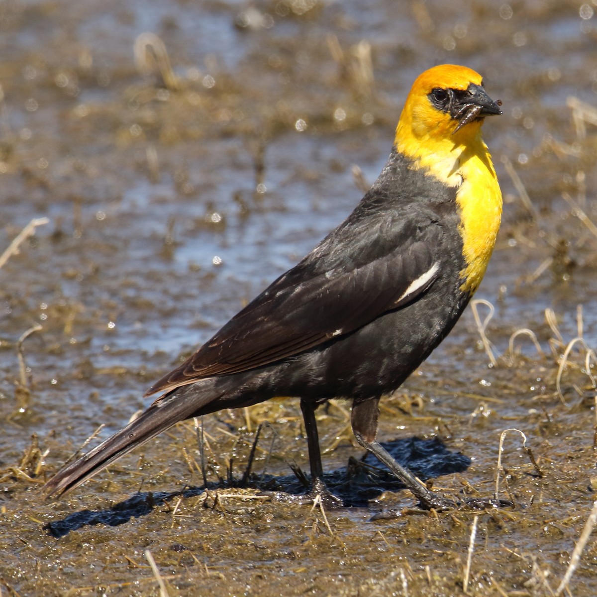 Yellow-headed Blackbird - ML106299991