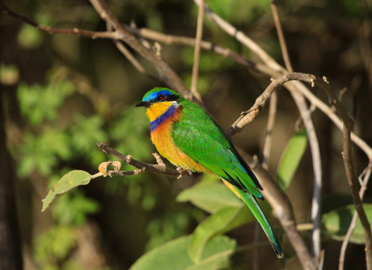 Ethiopian Bee-eater - ML106300131