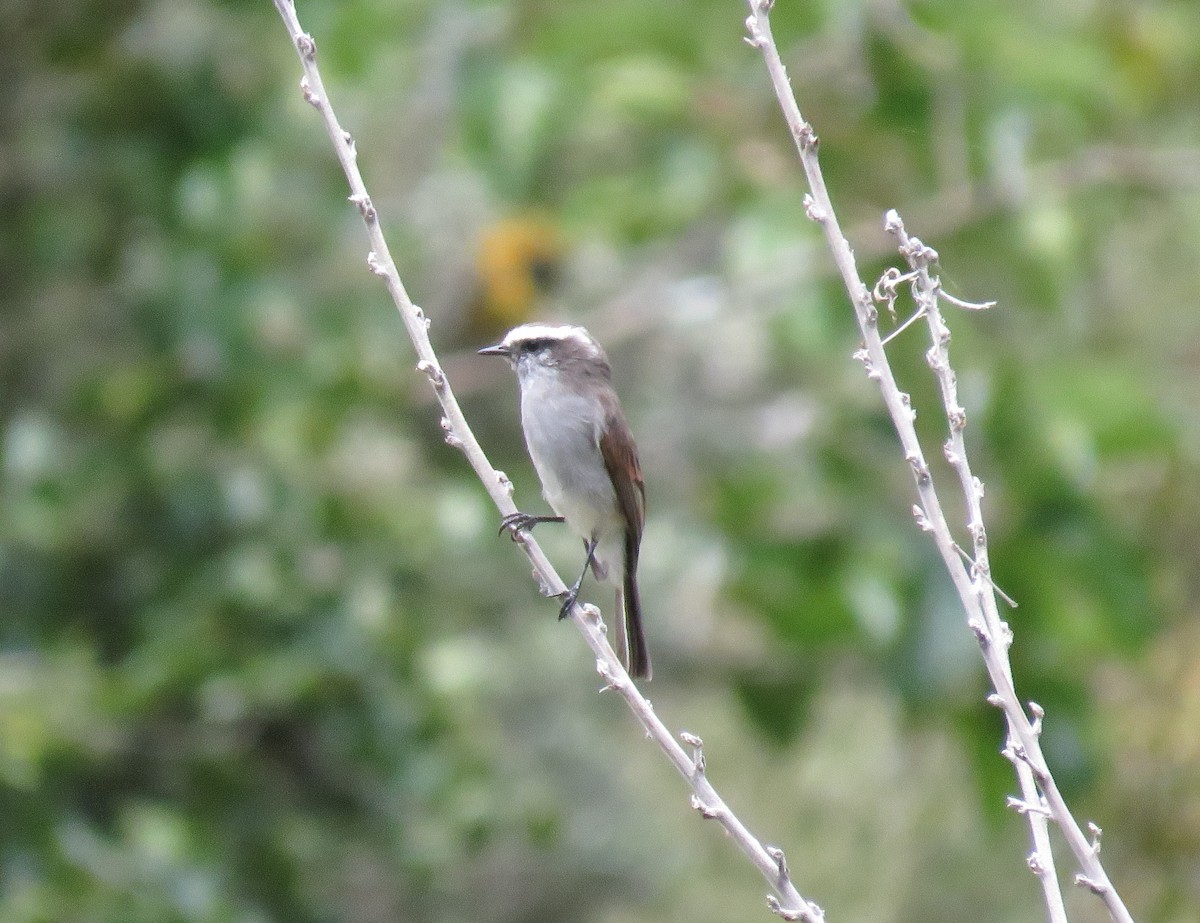White-browed Chat-Tyrant - Miguel Alvan