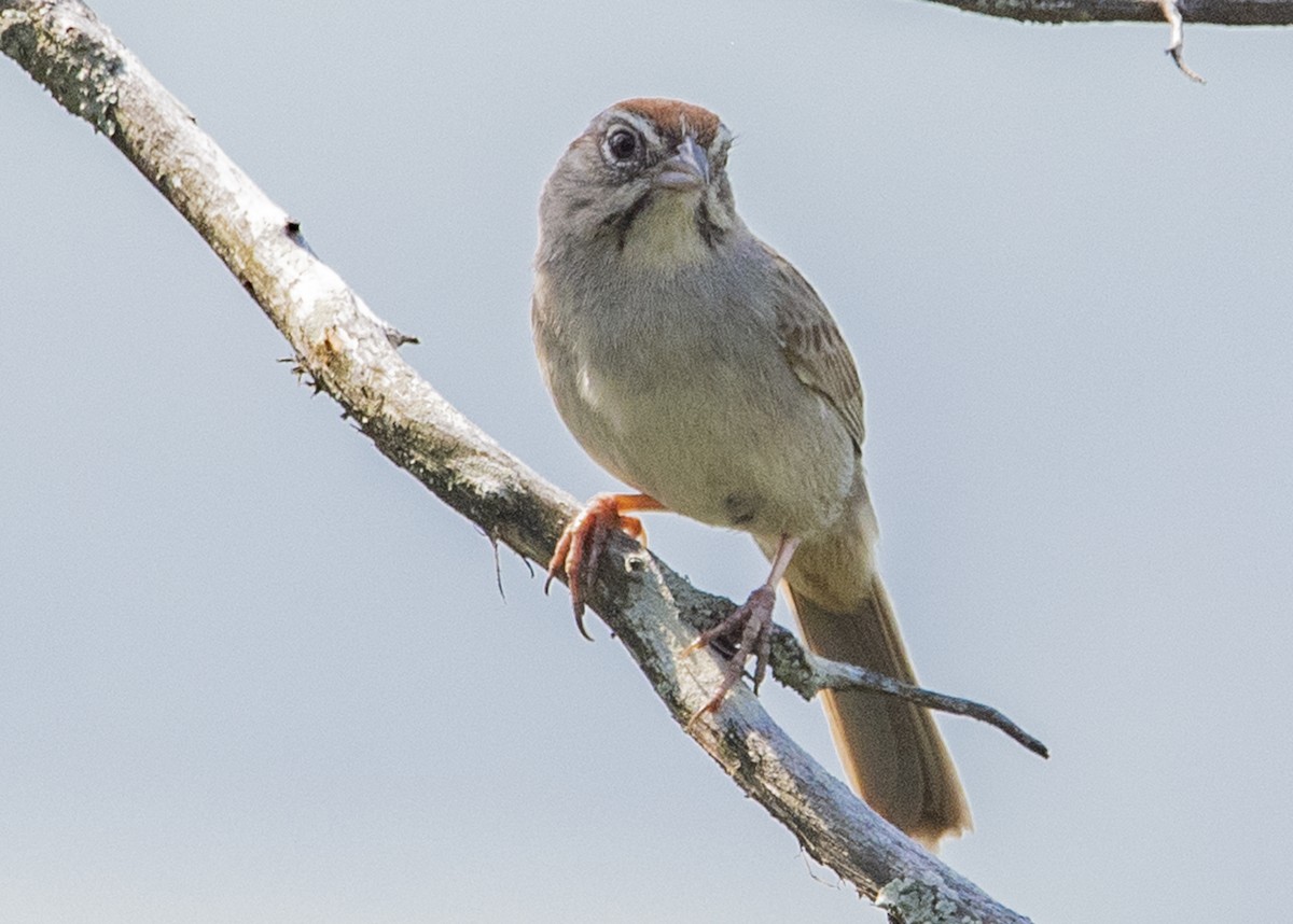 Rufous-crowned Sparrow - Michael Linz
