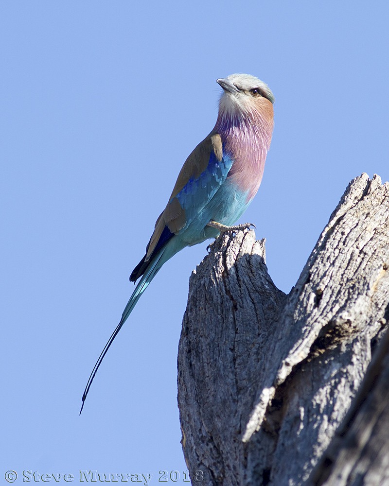 Lilac-breasted Roller - Stephen Murray