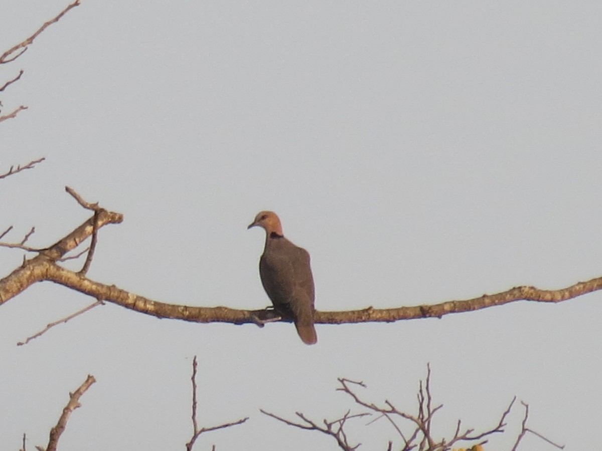 Red-eyed Dove - ML106307061
